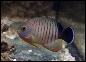 Centropyge eibli