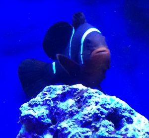 Ro's slice of ocean