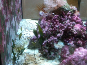 12 gallon nano