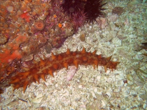 Dive photos