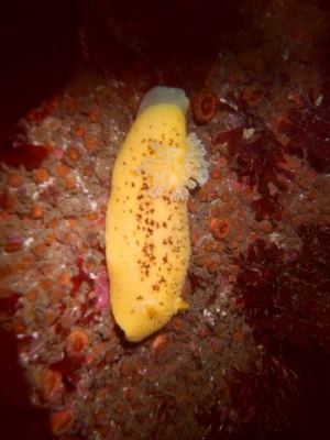 16049