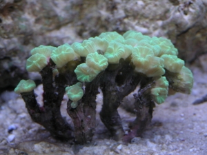 Trumpet Coral   (Caulastrea curvata