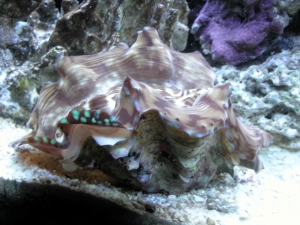 Clam