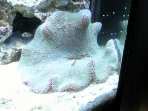 Haddon's Carpet Anemone, Green