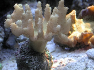 Devil's Hand Leather Coral   (Lobophytum sp.)