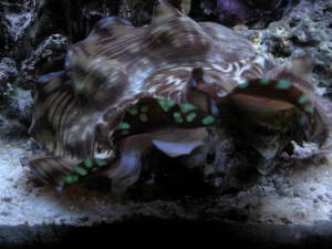 Clam