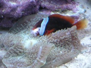 Clown hosting Shroon