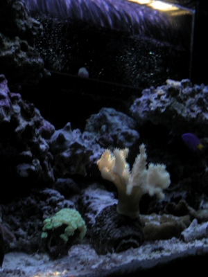 Nikon 5700 Close