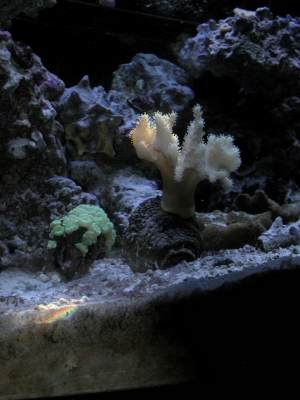 Nikon 5700 Close