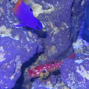 Ruby Red Dragonet