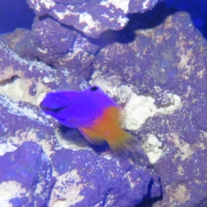 Royal Gramma Basslet