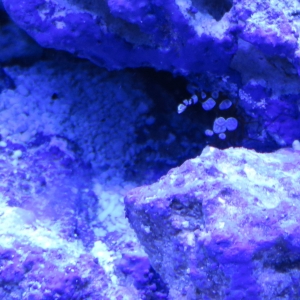 Sexy Shrimp