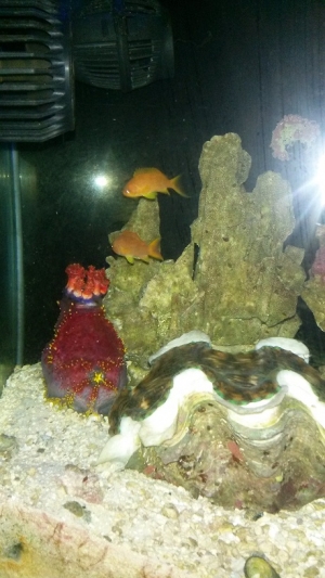 Anthias