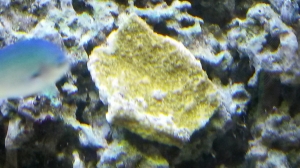 Green Monti