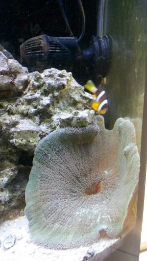 Clown Hosting Anemone