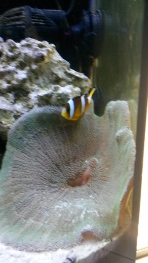 Clown Hosting Anemone