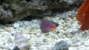 Six-line wrasse