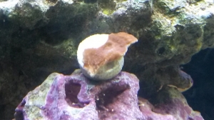 Red Monti