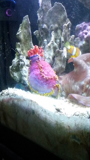 Sea Apple