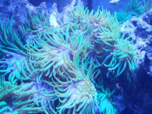 Beta Eye Palythoa