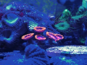 Biocube 29