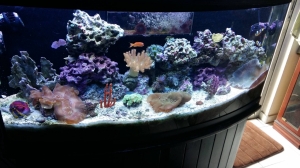 Oceanic 90g BF DT