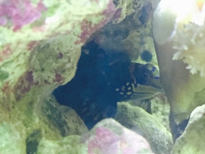 Mandarin Goby