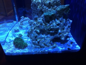 New beginnings, a 29 gallon biocube story