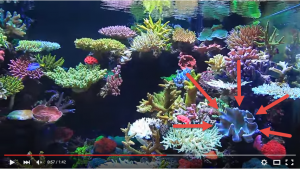 MysteryCoral