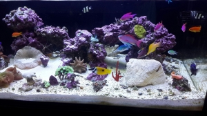 Reef Savvy 100g