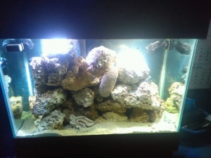 My New Tank