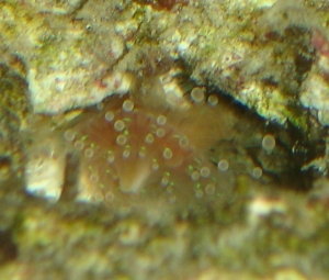 Close Up - Anemone??
