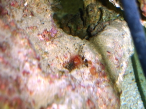 Small Anemone 4