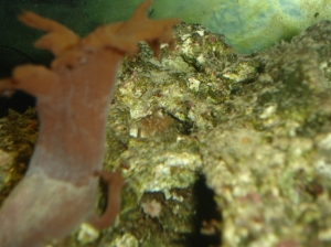 Small Anemone and Leather