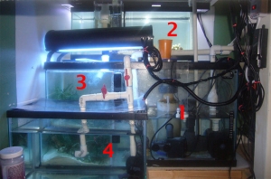 Sump-Fuge-Frag Tank combo