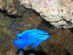 Orange Tail Blue Damsel