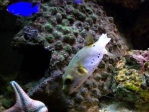 Puffer and Star