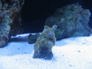 Green polyps!