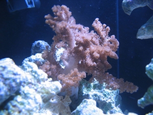 Colt coral