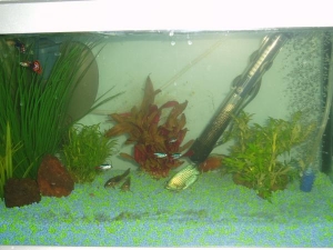 fish_tank