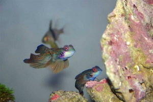Synchiropus esplendidus