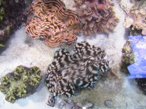 2 T.Squamosa and 1 T.Drasa clams