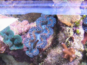 T.Maxima clam