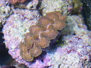 T.Maxima clam