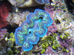T.Crocea clam