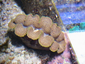 T.Maxima clam