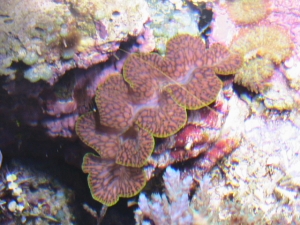 T.Maxima clam