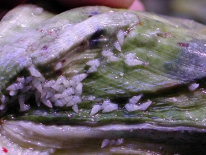 Pyramidellid snails clam