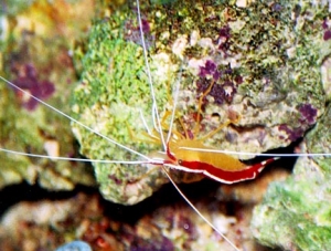 T.Maxima clam