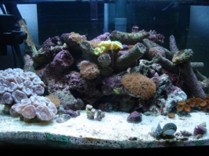 my tank, an old pic
